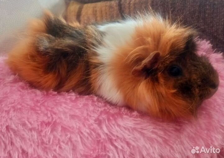 Морская свинка