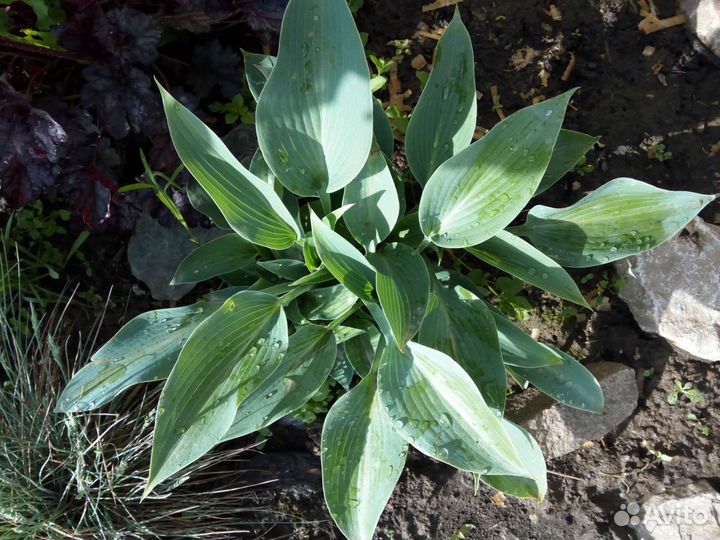 Хоста голубая