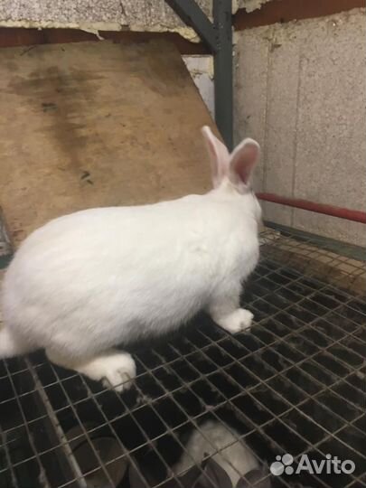 Кролик белый панон