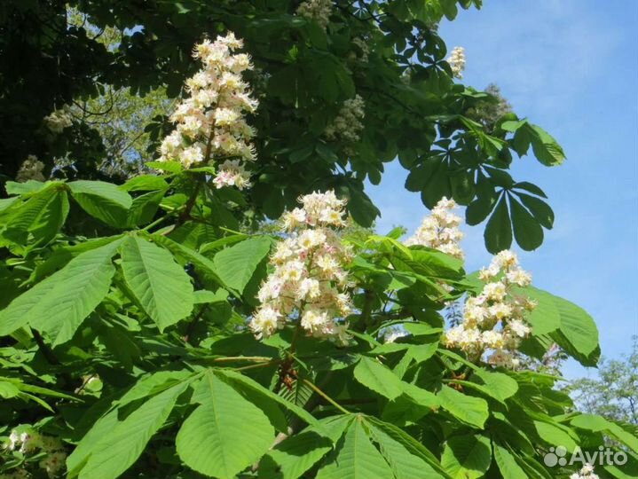 Саженцы Каштана