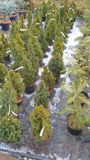 Ель канадская Коника