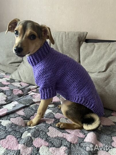 Одежда для собак вязанная
