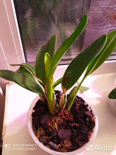 Орхидея каттлея