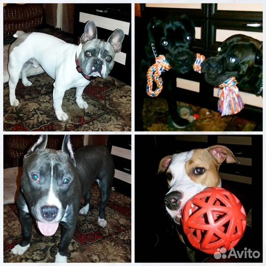 Дрессировка. Передержка крупных и агрессивных