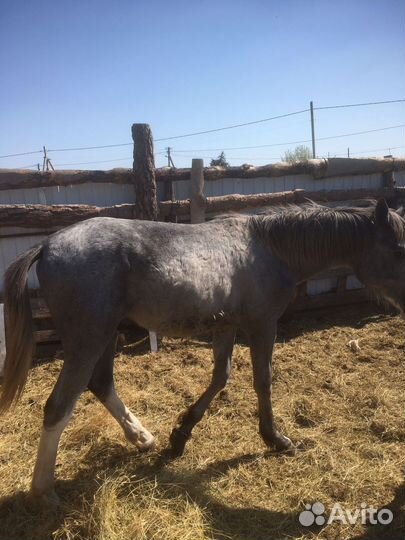 Продажа жеребчик