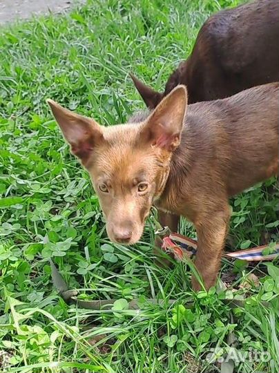 Боня прекрасная в добрые руки