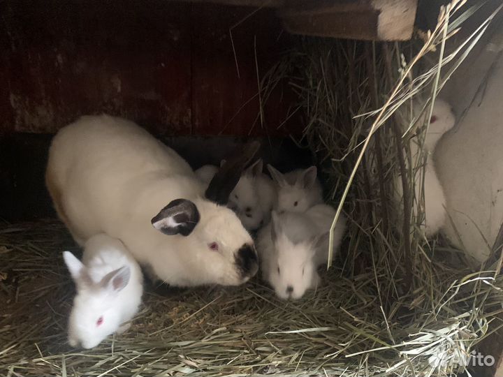 Кролики калифорнийские