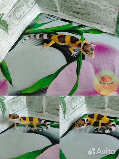 Эублефары малыши 2024 от 2500