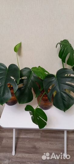 Монстера, диффенбахия кустовая маранта триколор