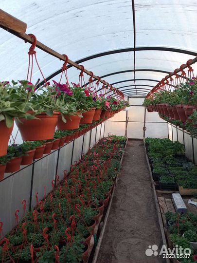 Рассада цветов