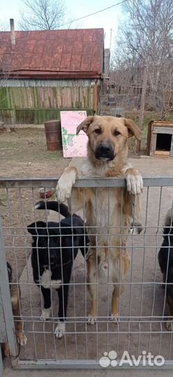 Собака (щенок)