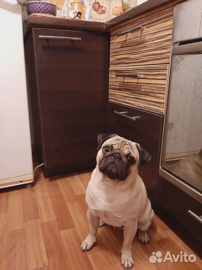 Мопс вязка мальчик