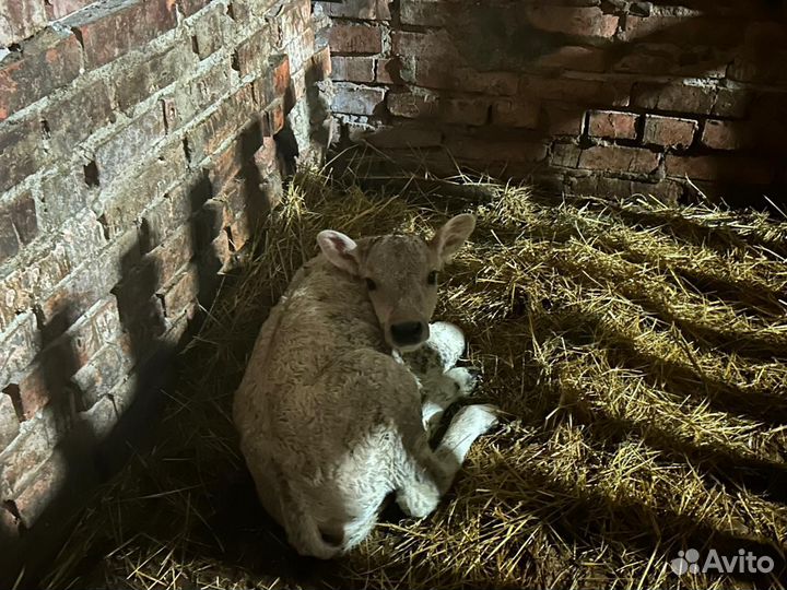 Бычки мясные на откорм