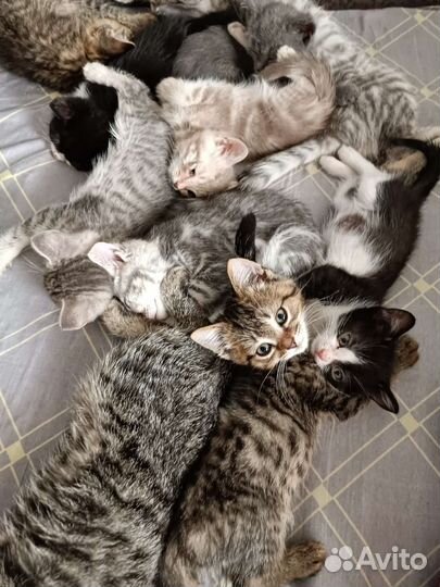 Шотландские прямоухие котята