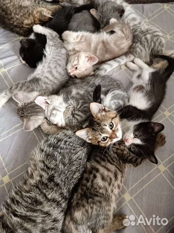 Шотландские прямоухие котята