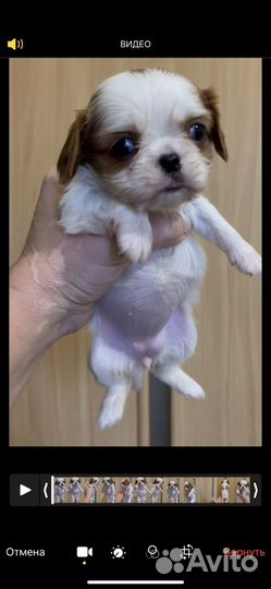 Девочки- кавалерочки (мини и стандарт)