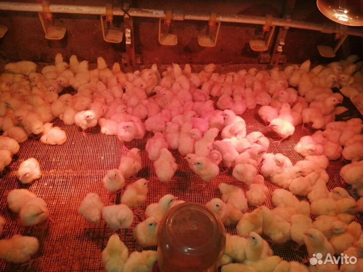 Цыплята бройлер