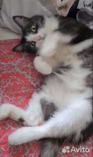 Кошечка Глаша