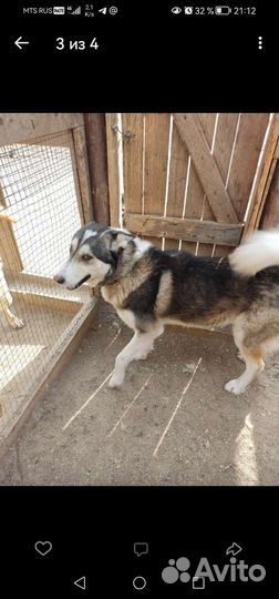 Собака в добрые руки