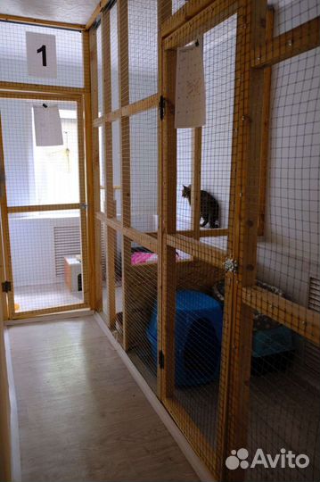 Передержка кошек. Гостиница для животных