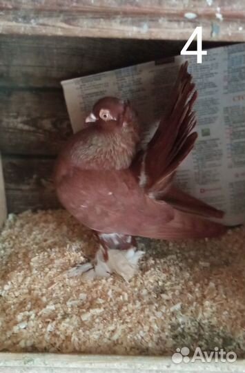 Голуби статные разные