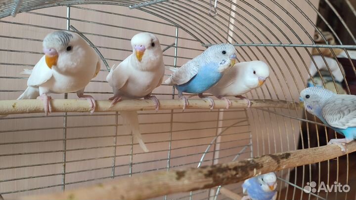 Волнистый попугайчик ручной