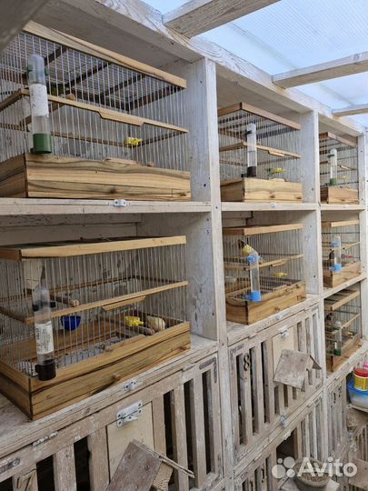 Певчие кенара