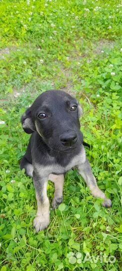 Щенки. Помесь восточноевропейской овчарки