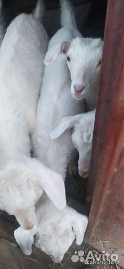 Коза дойная молочная с козлятами