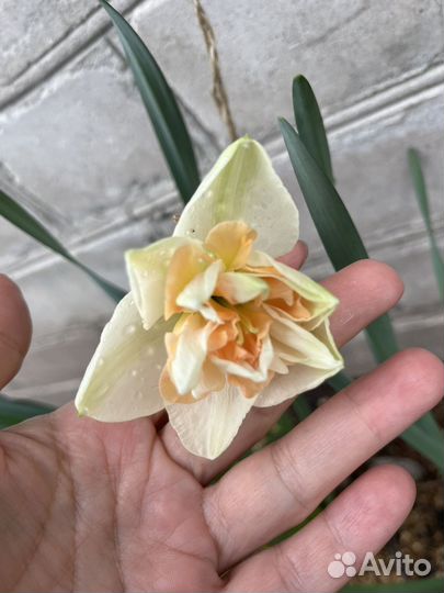 Нарциссы с луковицей