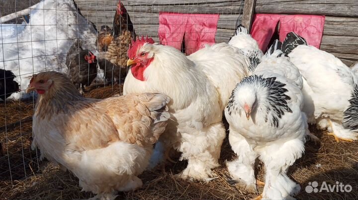 Инкубационное яйцо