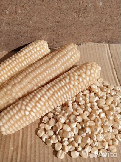 Белая кукуруза