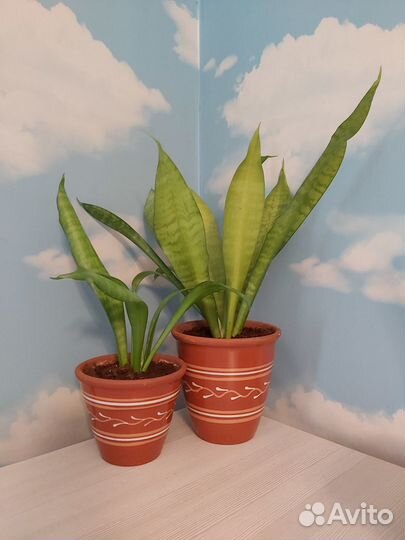 Сансевиерия