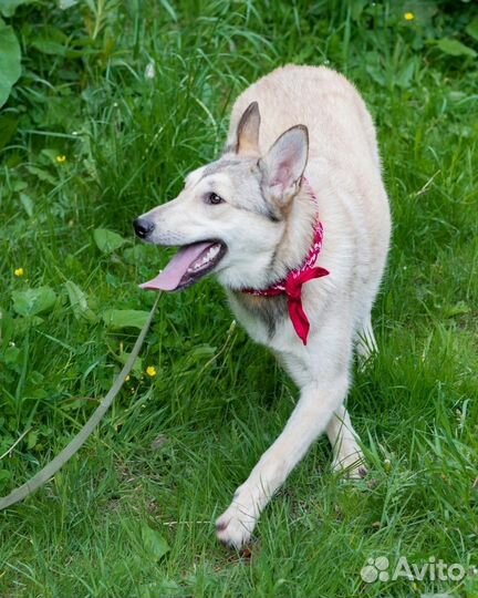 Собака в добрые руки