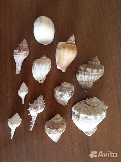 Морские ракушки раковины