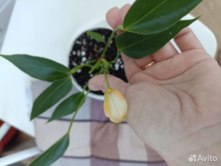 Антуриум мини