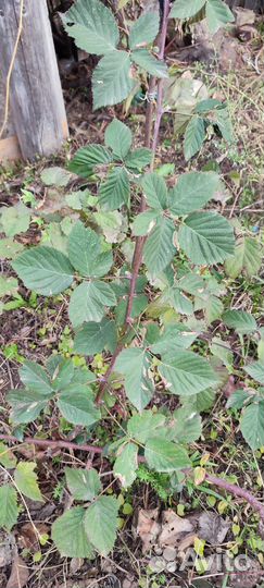 Саженцы ежемалина, крыжовник