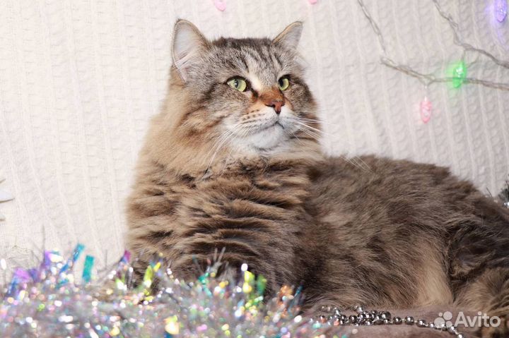 Кот в добрые руки