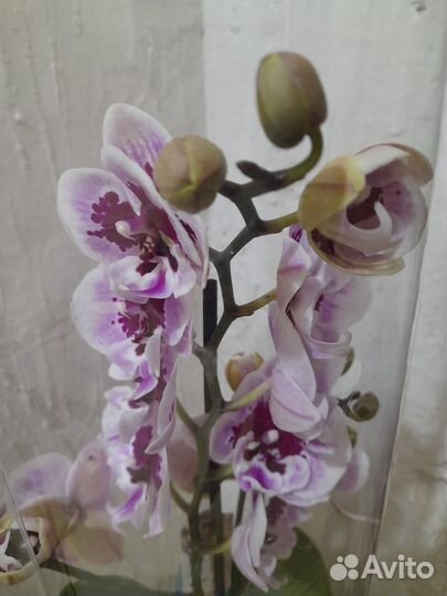 Орхидея биг лип Алладин