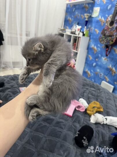 Котенок пушистик