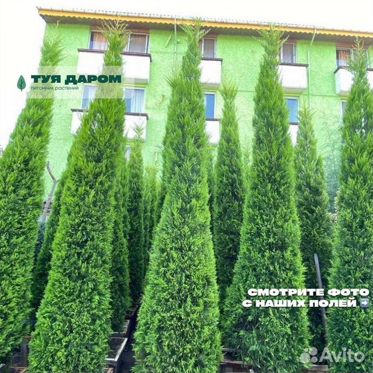 Туя с доставкой на участок
