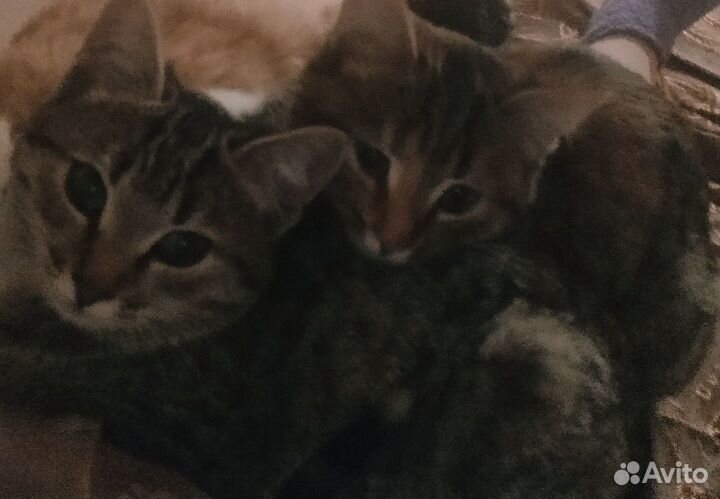 Котята в добрые руки даром бесплатно