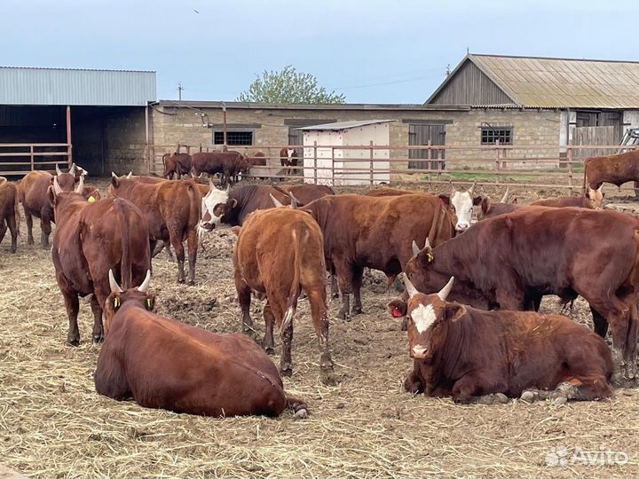 Быки на племя