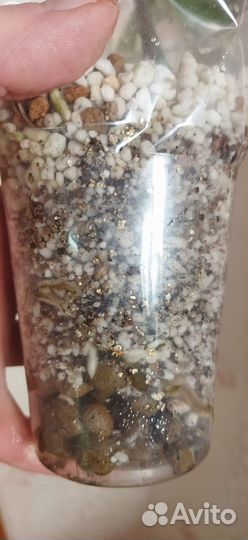 Монстера Альба