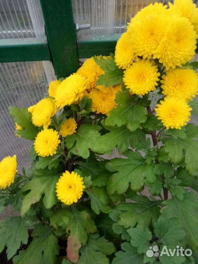 Хризантемы мультифлора