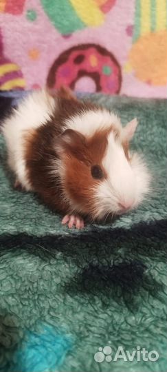 Малыши Морские свинки