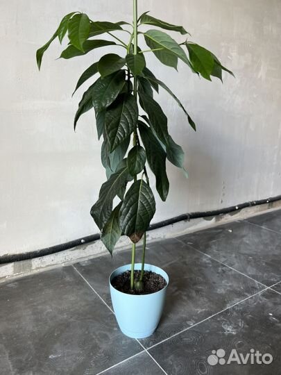 Авокадо растение