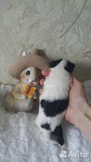 Щеночки бивер йорка