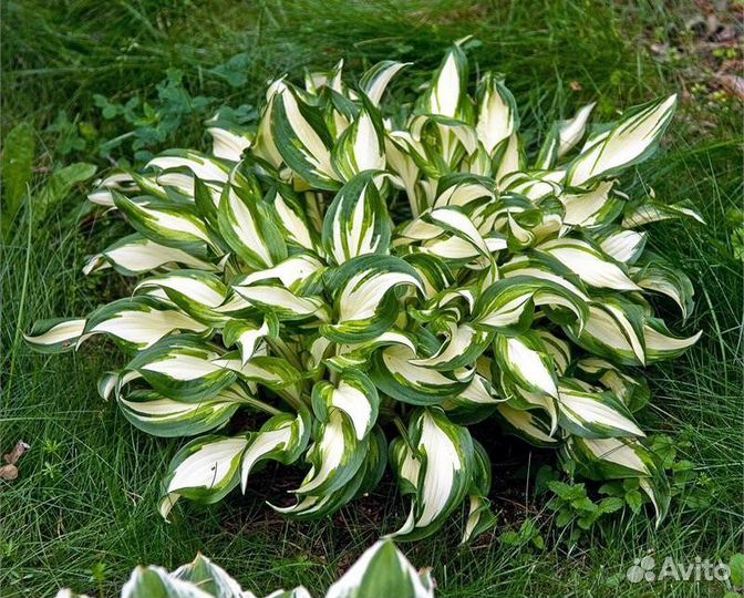 Хоста варигатная