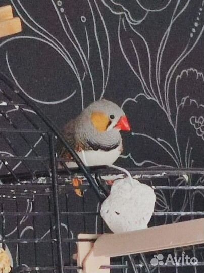 Зебровые амадины